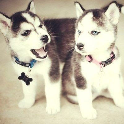 Маша Ерастова