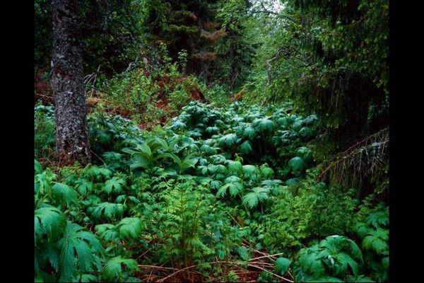 Яна Овсянникова