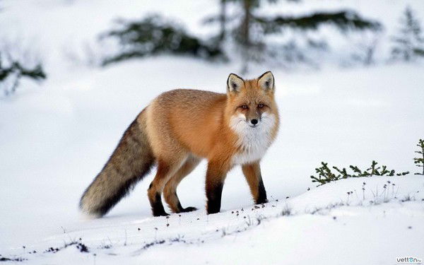 Тамара Грачева