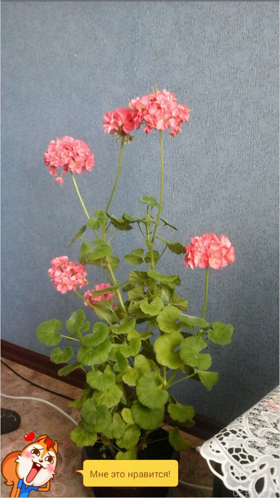 Рустам Мокеев