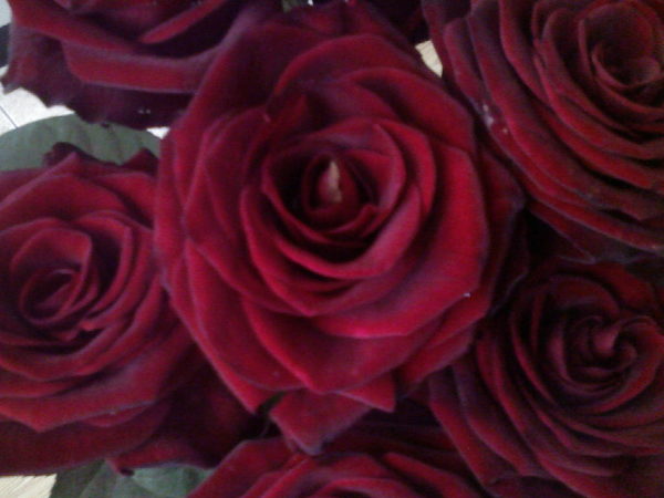 Снежана Вишнякова