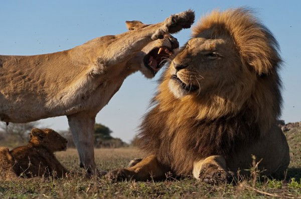 Натали Султанова