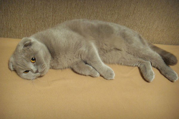 Денис Данилов