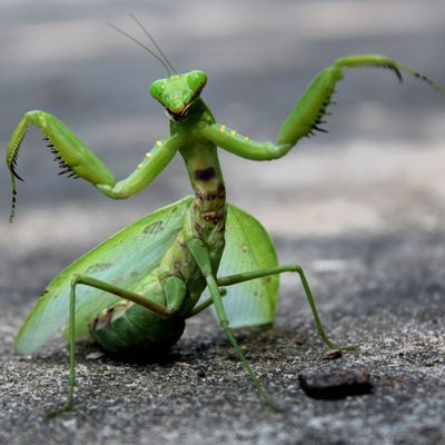 Богомол Обычный