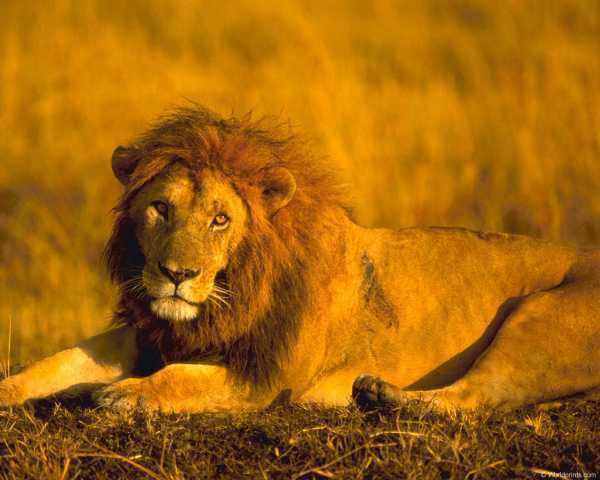 Владимир Пух