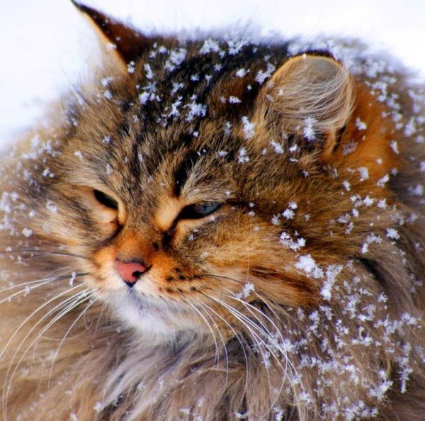 Неизвестно Неизвестно