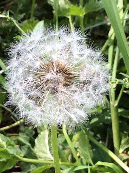 Алла Алексеевна