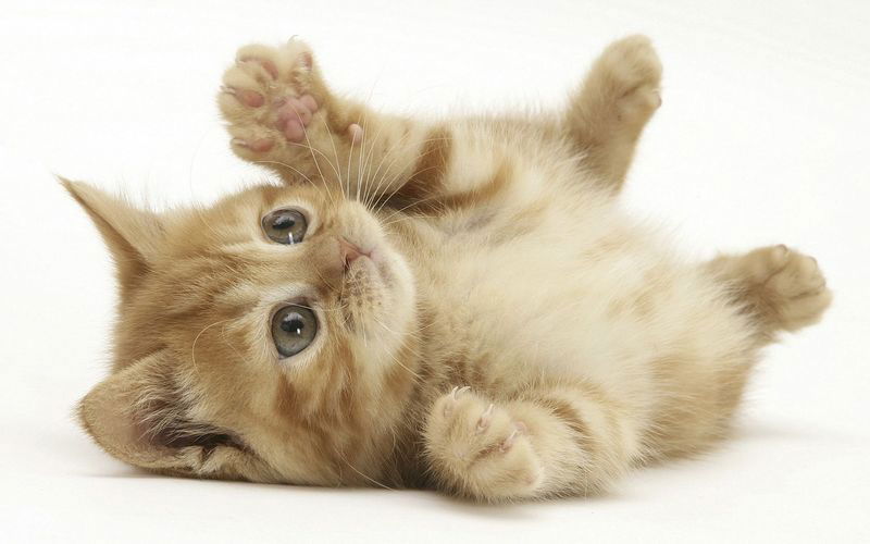 Петр Столыпин