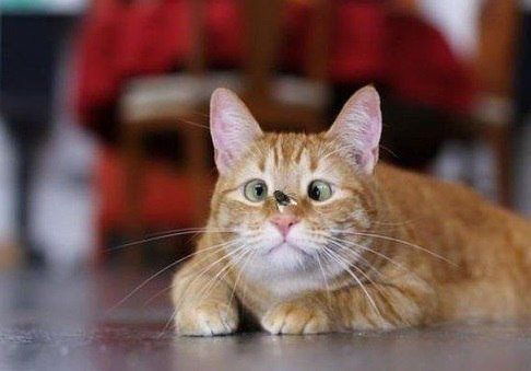 Оксана Кондренко