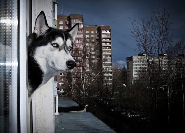 Илья Самойлов