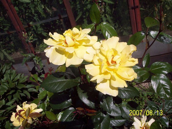 Юлия Мязина