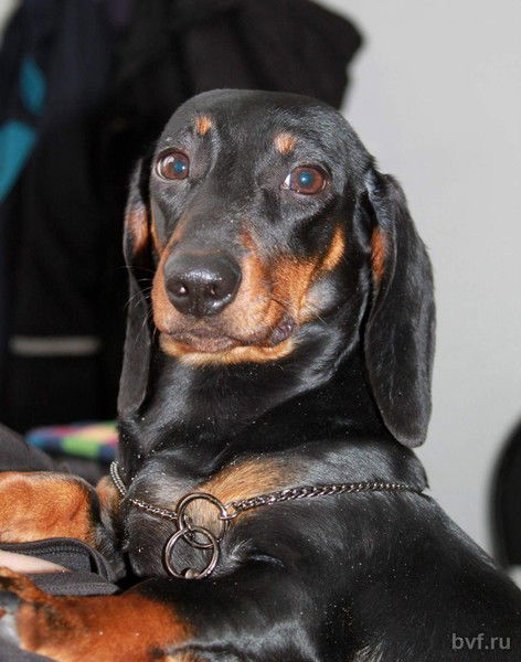 Новикова Екатерина