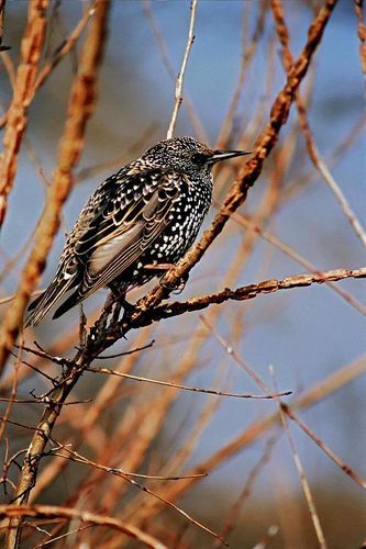 Александр Трутнев