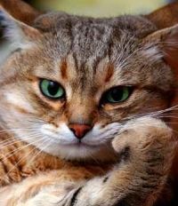 Андрей Ижевск