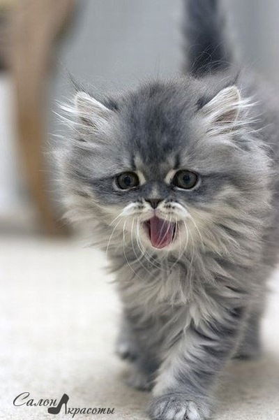 Виктория Шашкина