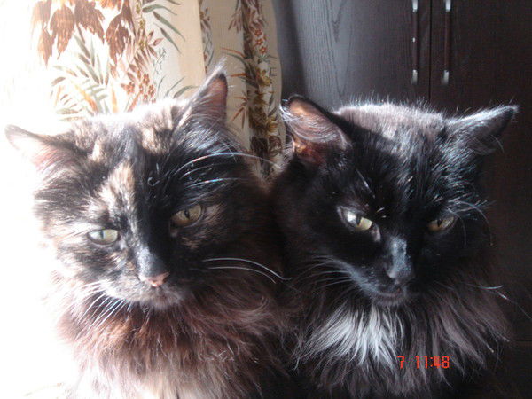 Ксения Еремеева