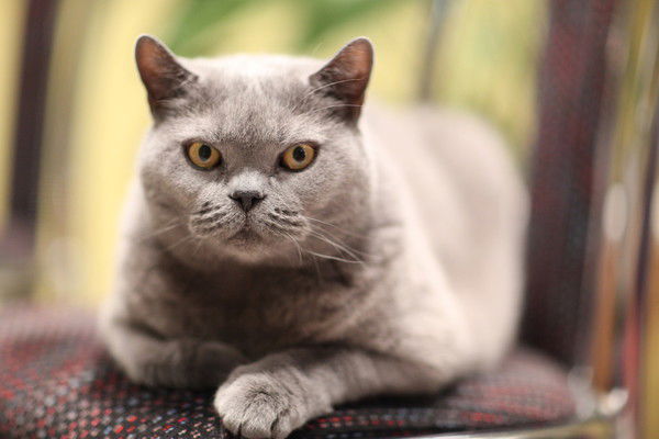 Татьяна Выборова