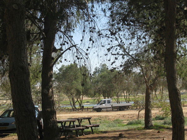 Елена Левинсон