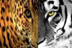 Виталик Науменко