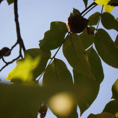 Светлана Мокеева-Родионова