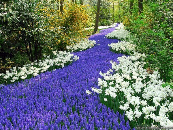 Елена Кодилова