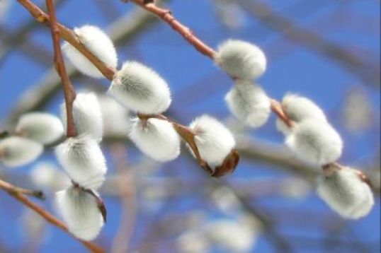 Варвара Дворяшина