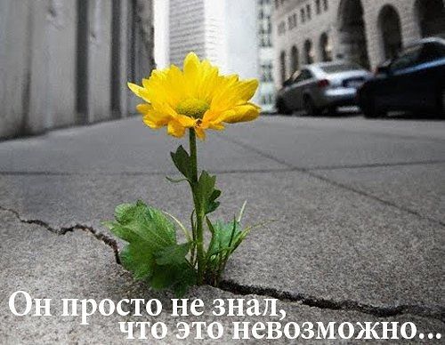 Елена Рудыка