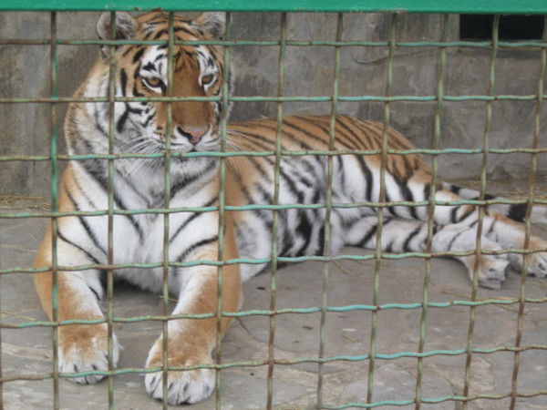 Ольга Подзолкина (Хромеева)