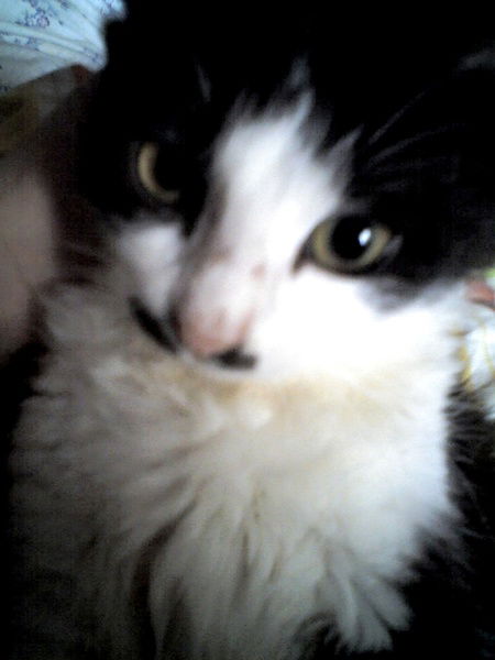 Елена Величко