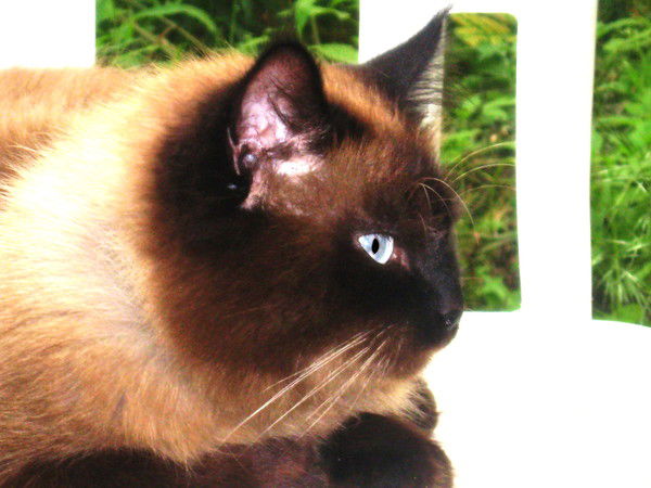 Сергей Бородин