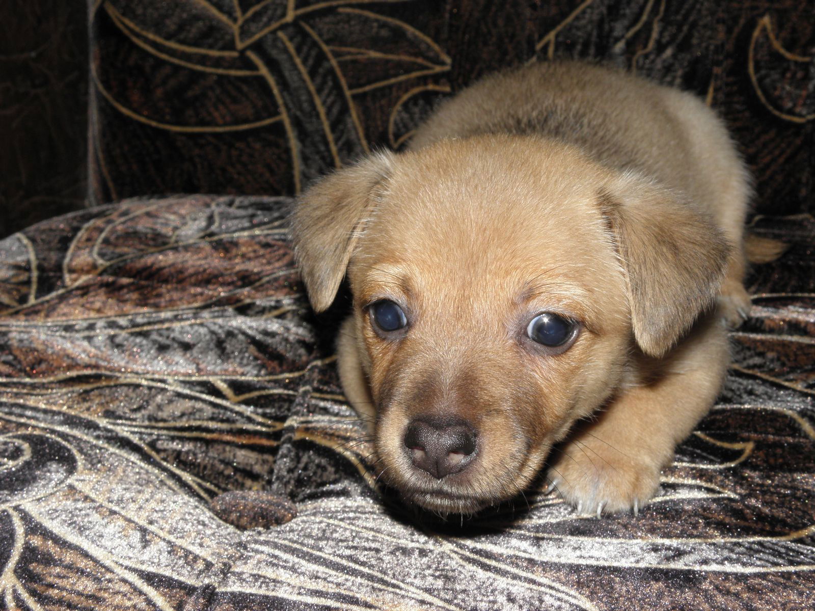 Олег Кожемяка