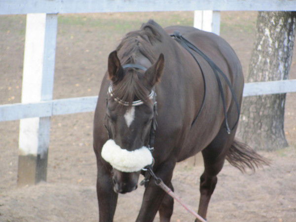 Анастасия Барщевская