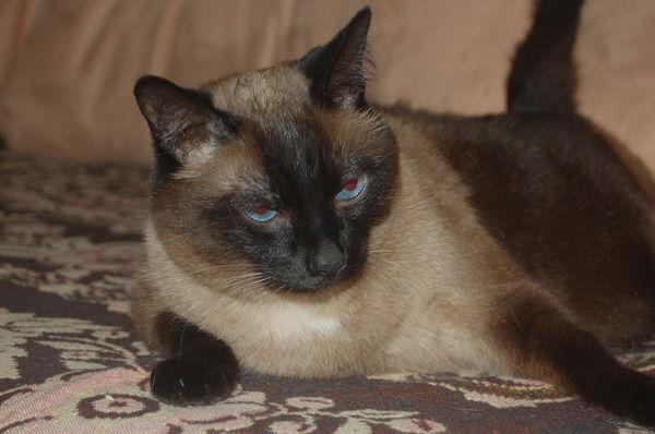 Ирина Гришанина