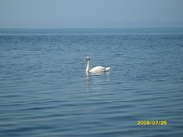 Виталий Пивоваров