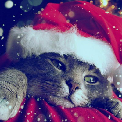 Богдан Пудиков