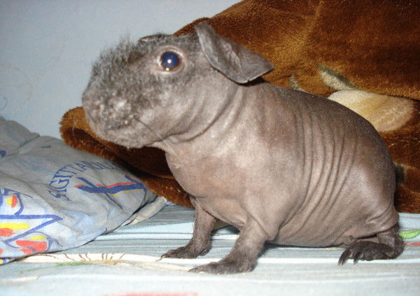 Анна Осокина