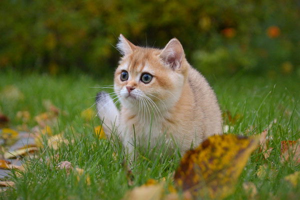 Елена Комарова