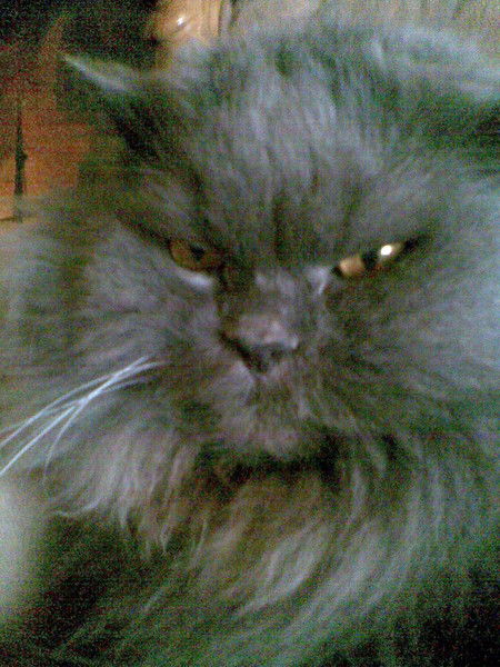 Николай Бурлин