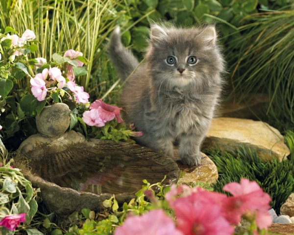 Елена Кайгородова