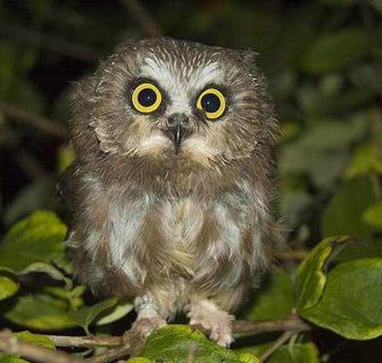 Надия Айсина