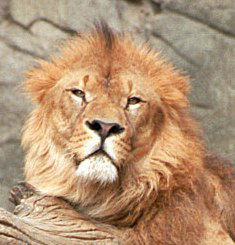 A'zamjon Inomiddinov