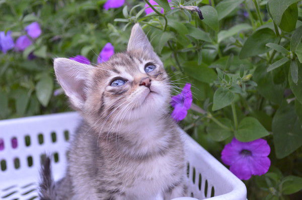 Евгений Саулов