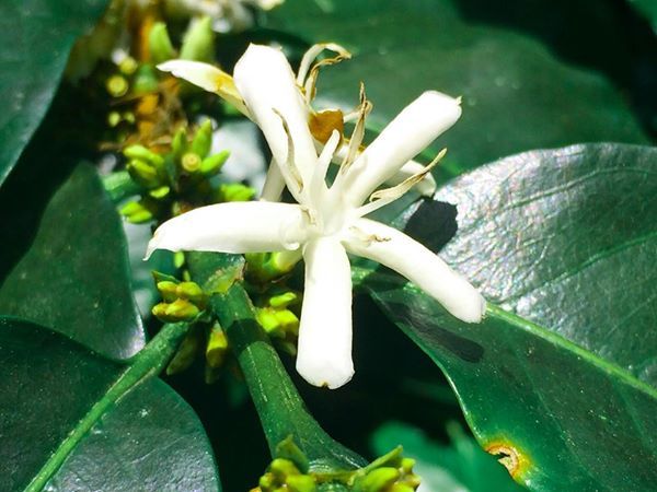 Анюта Некрут