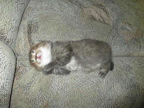 Анатолий Миронов