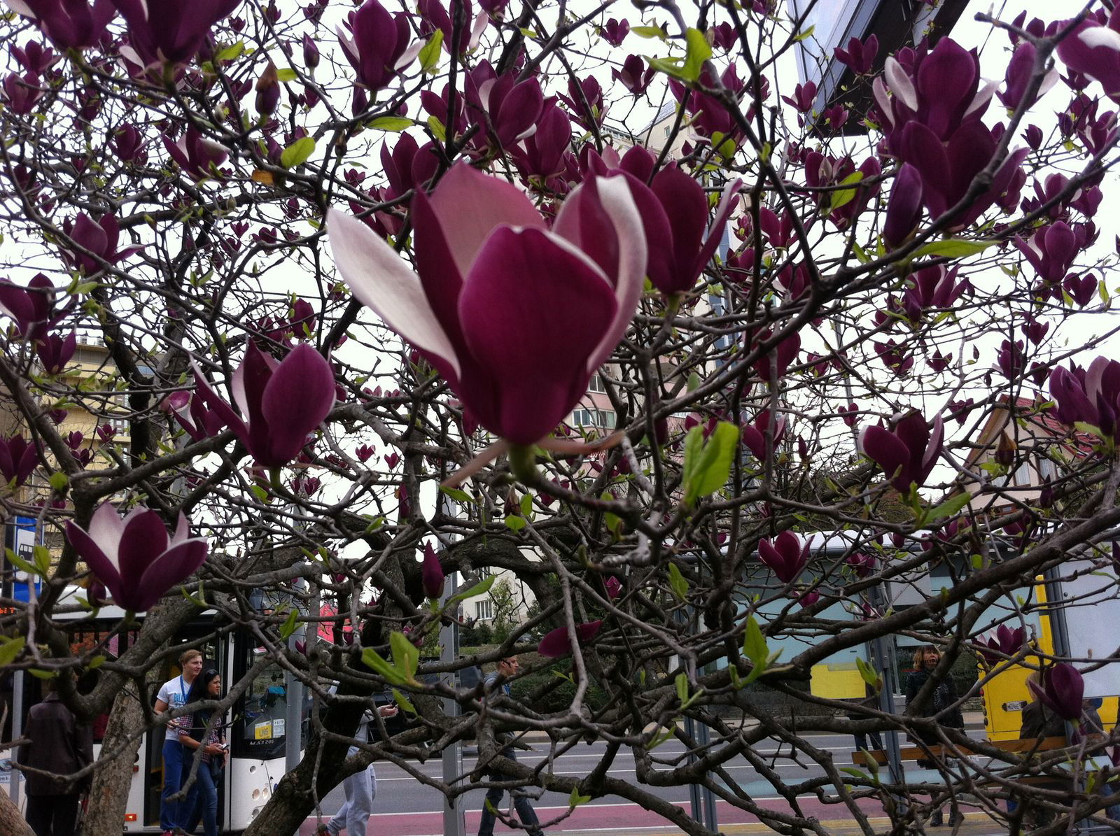 Анна Евдокимова