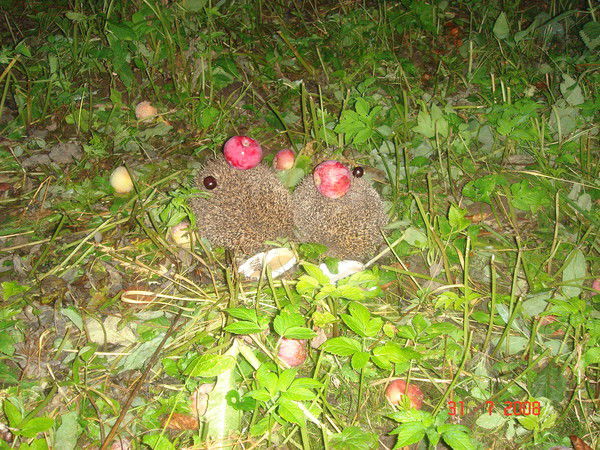 Александр Сорокин