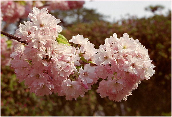 Евгения Забелина