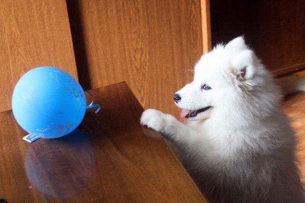 Вероника Карушина