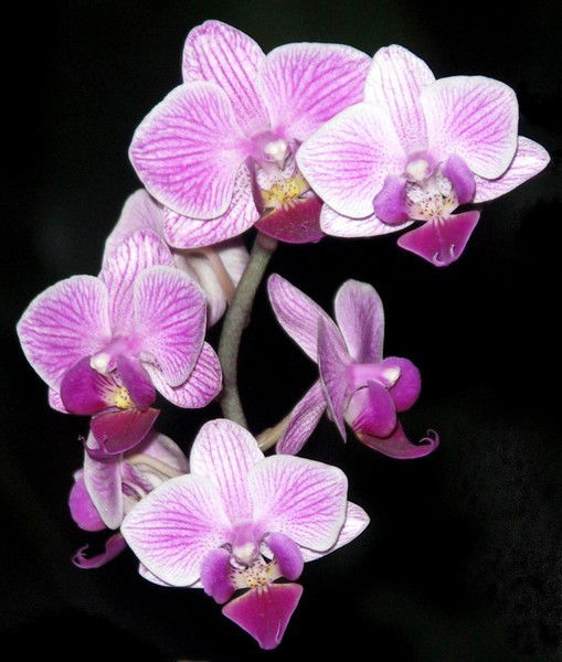 Алёна Тухбатуллина