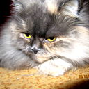 Лариса Лукина